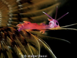 "relax" by Walter Bassi 